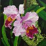 Orquideas 2